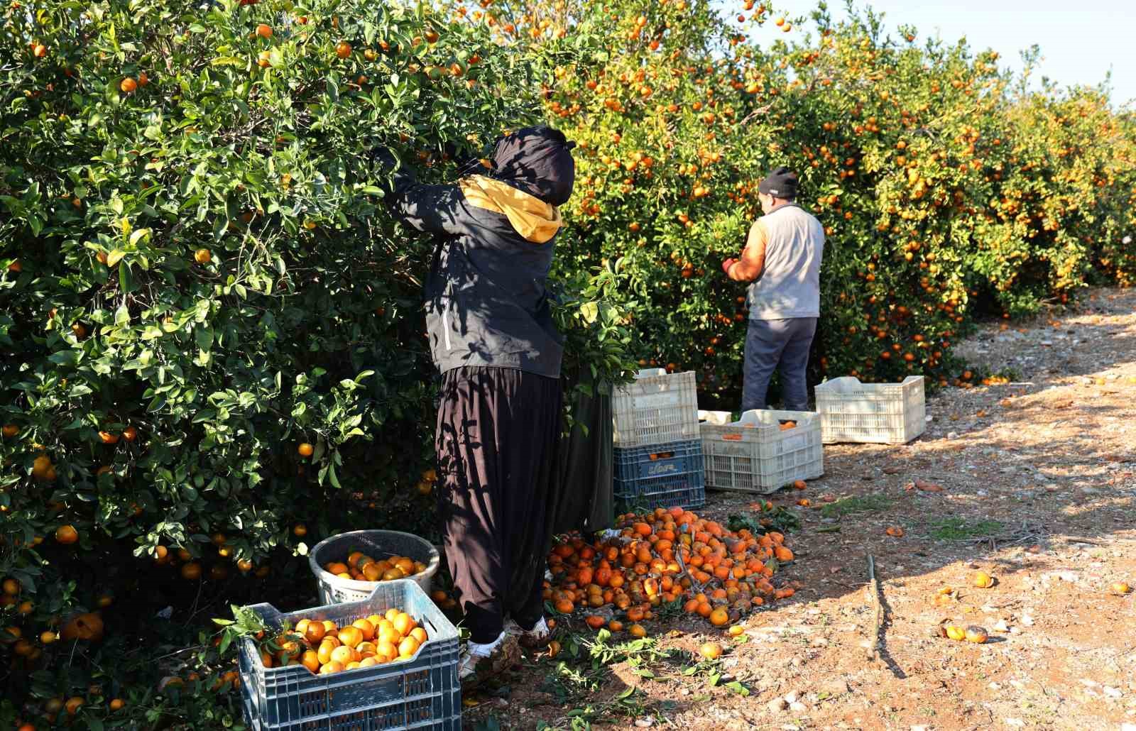 Adana’da mandalina hasadı sürüyor: ’Dalında fiyat 17-18 lira’
