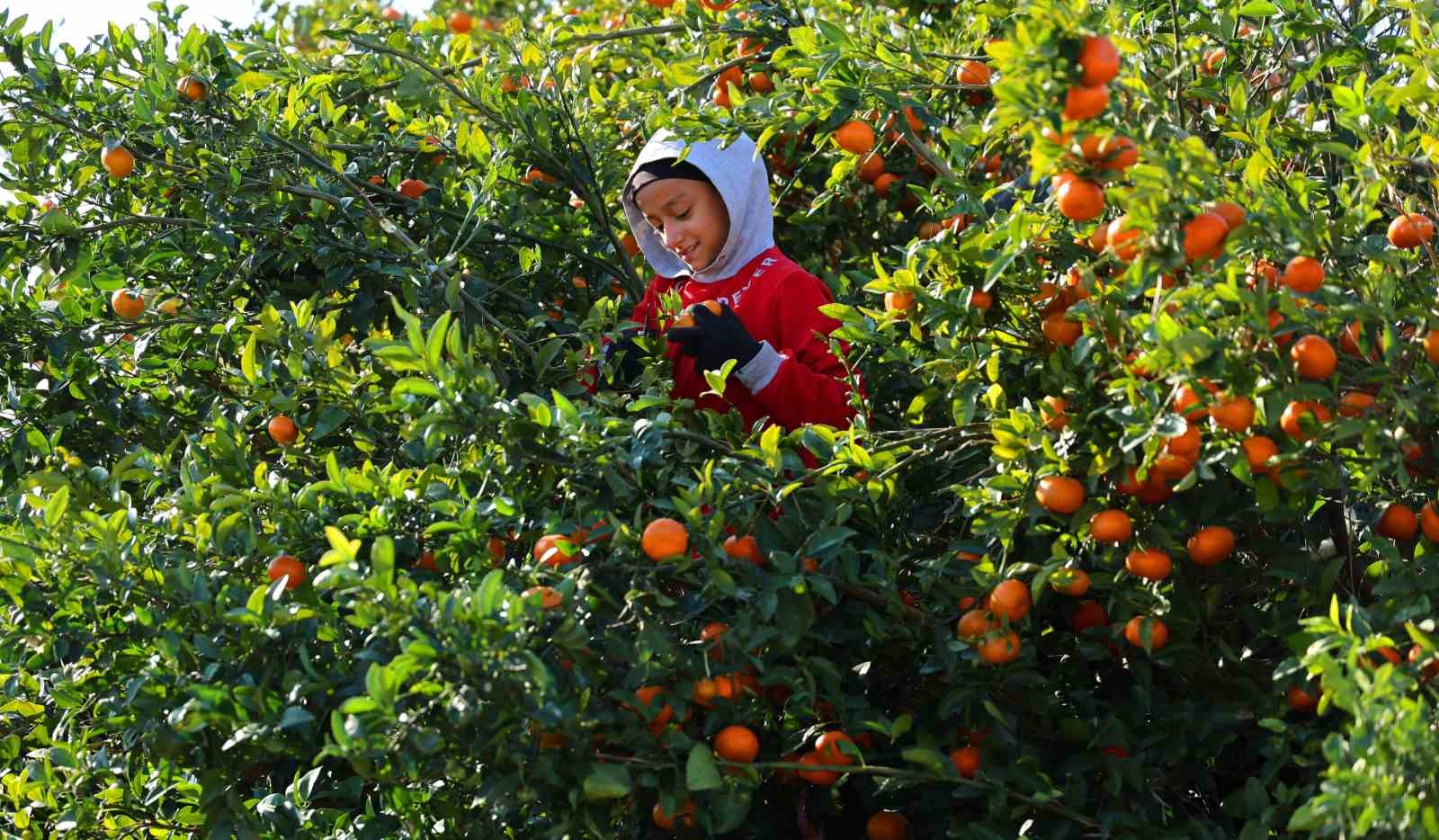 Adana’da mandalina hasadı sürüyor: ’Dalında fiyat 17-18 lira’
