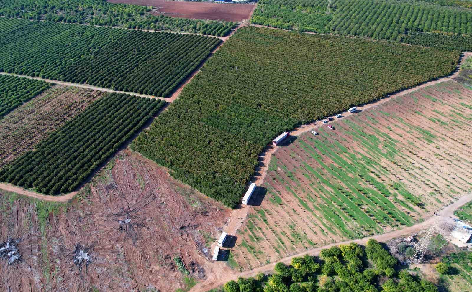 Adana’da mandalina hasadı sürüyor: ’Dalında fiyat 17-18 lira’
