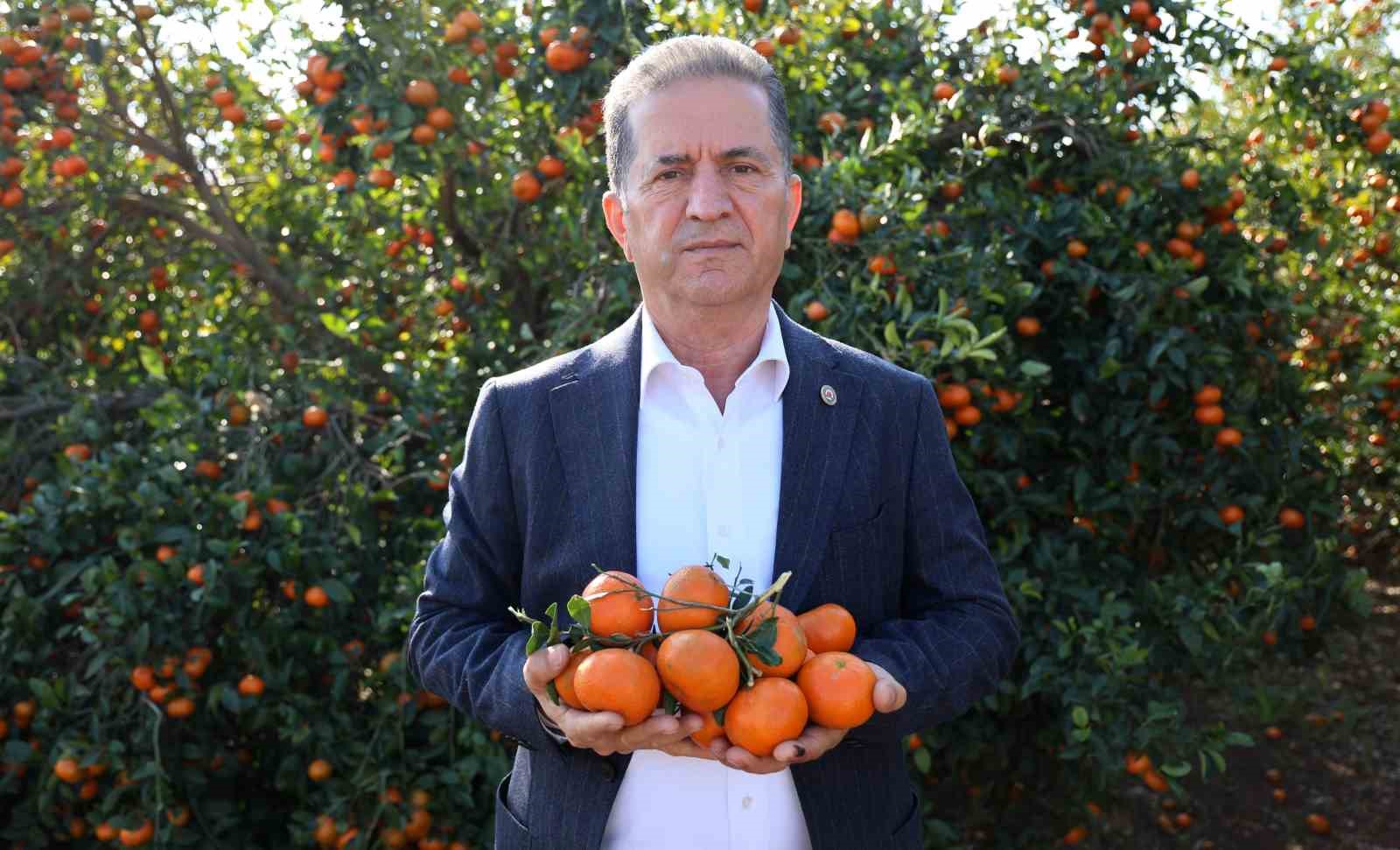 Adana’da mandalina hasadı sürüyor: ’Dalında fiyat 17-18 lira’
