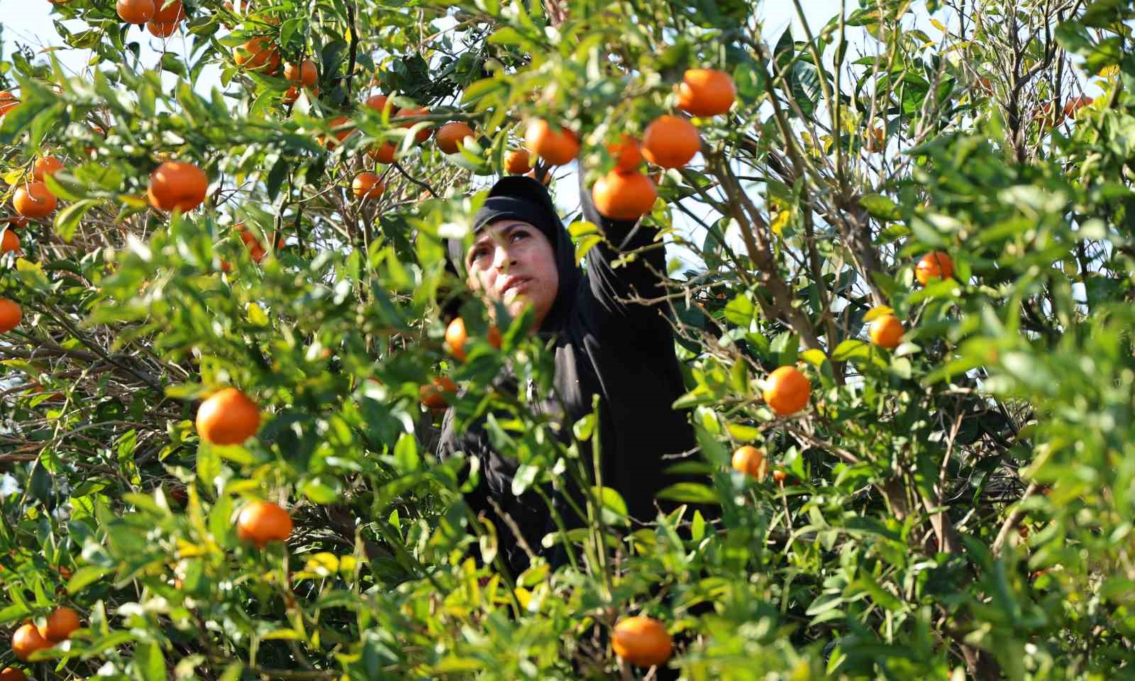 Adana’da mandalina hasadı sürüyor: ’Dalında fiyat 17-18 lira’
