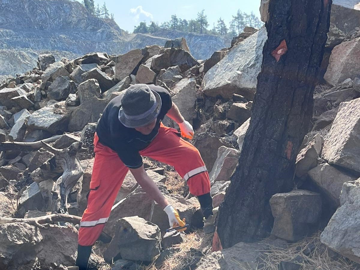 Bursa’da ormanlar küllerinden doğuyor
