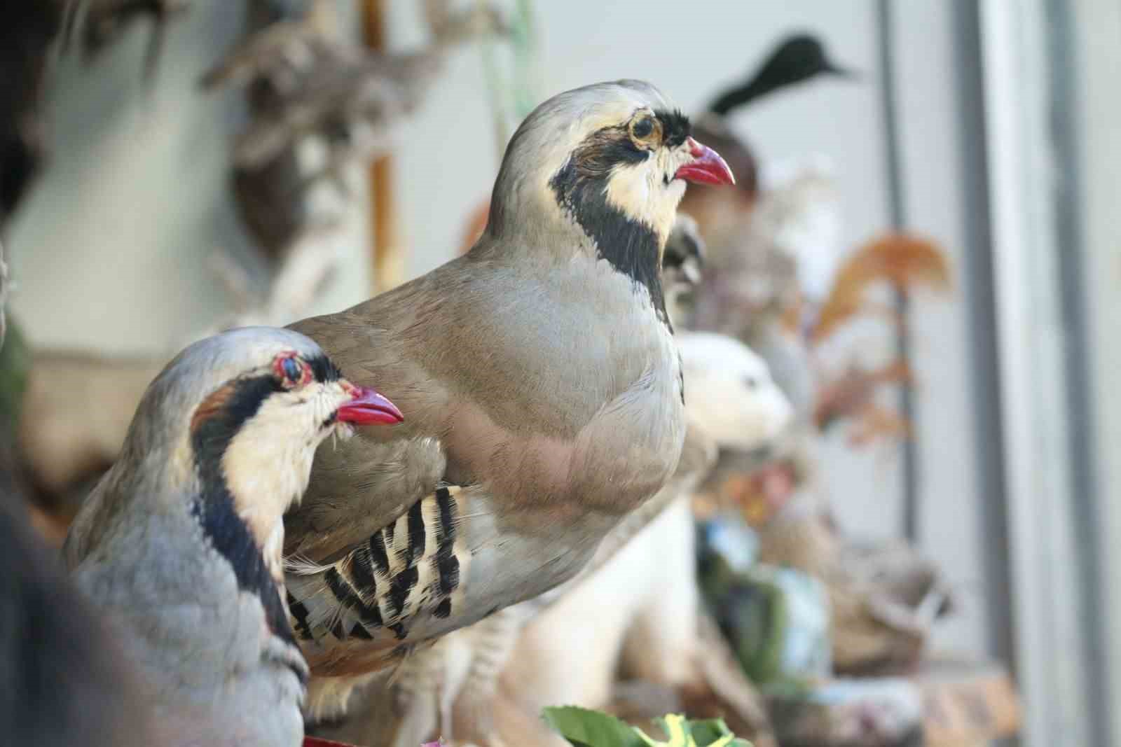 Yaban hayatını Tahnit Sanatı’yla yaşatıyor
