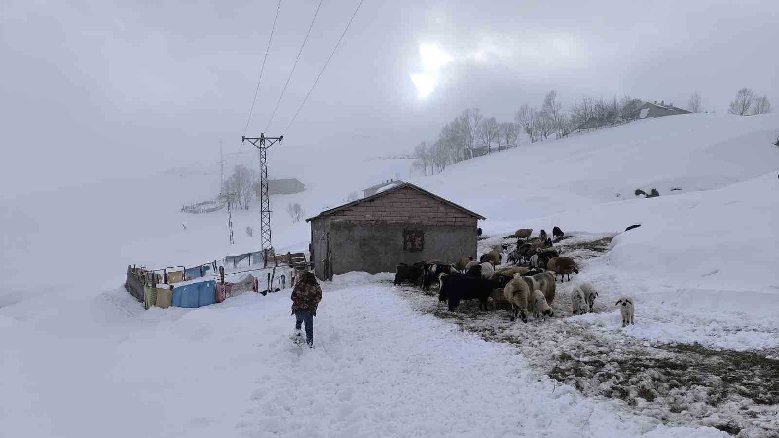 Muş’ta besiciler karla mücadeleye devam ediyor
