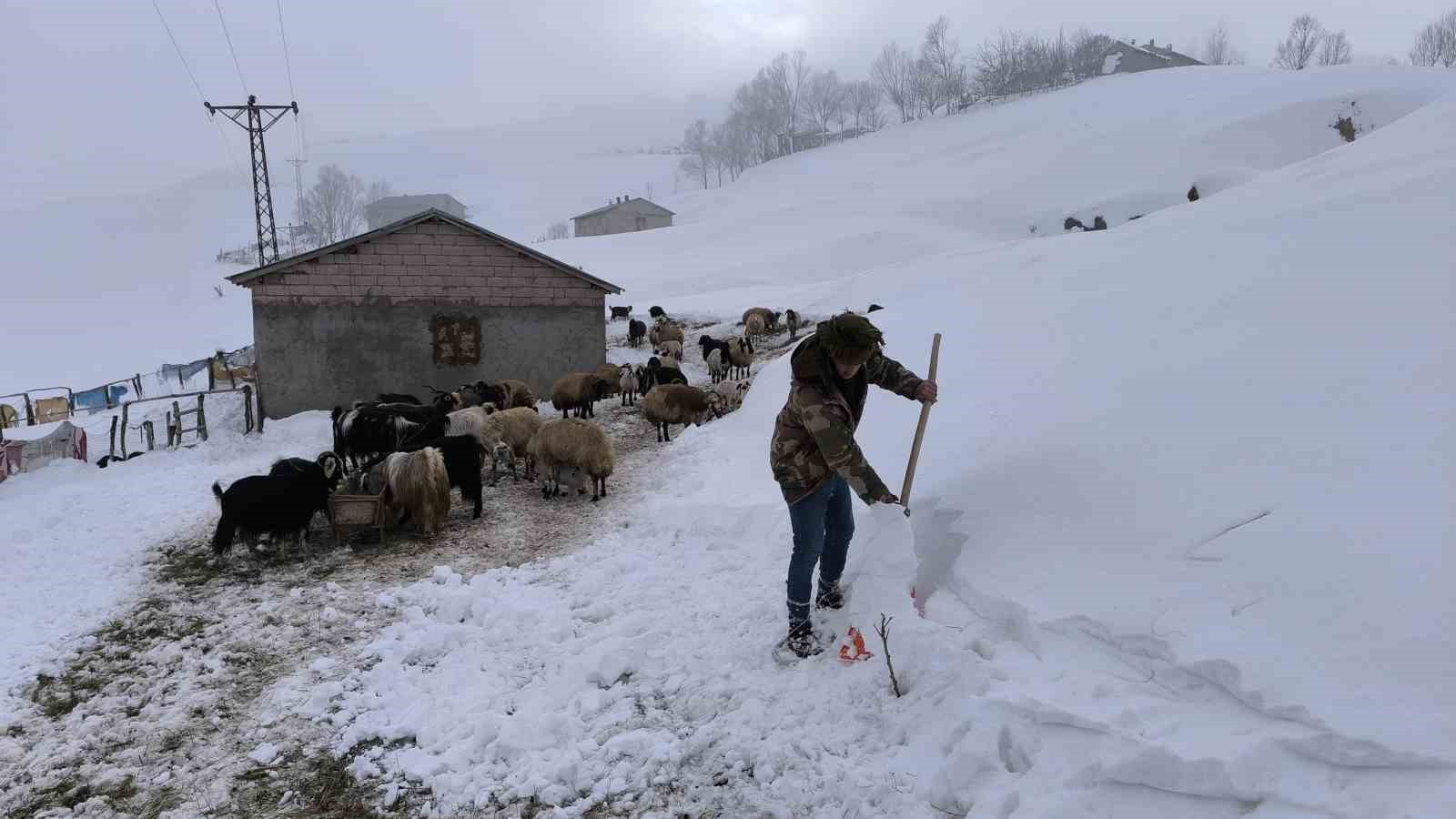 Muş’ta besiciler karla mücadeleye devam ediyor
