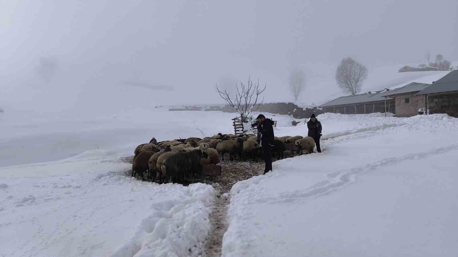 Muş’ta besiciler karla mücadeleye devam ediyor
