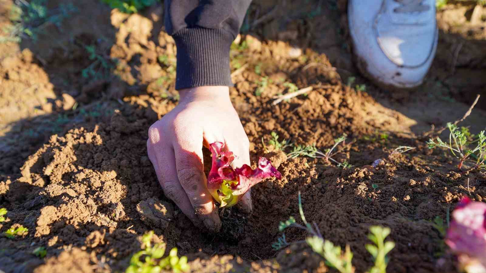 Tarsus’ta 5 bin marul fidesi toprakla buluşturuldu
