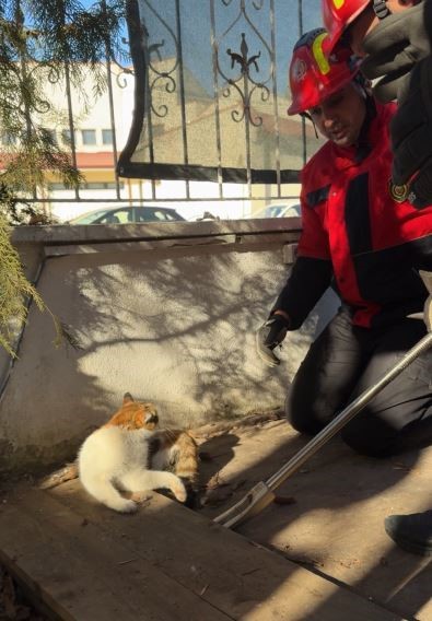 Ayağı tahtaların arasına sıkışan kedinin yardımına itfaiye koştu
