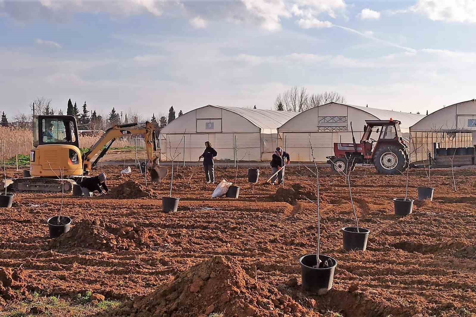 Tekirdağ’da 500 meyve fidanı toprakla buluşuyor
