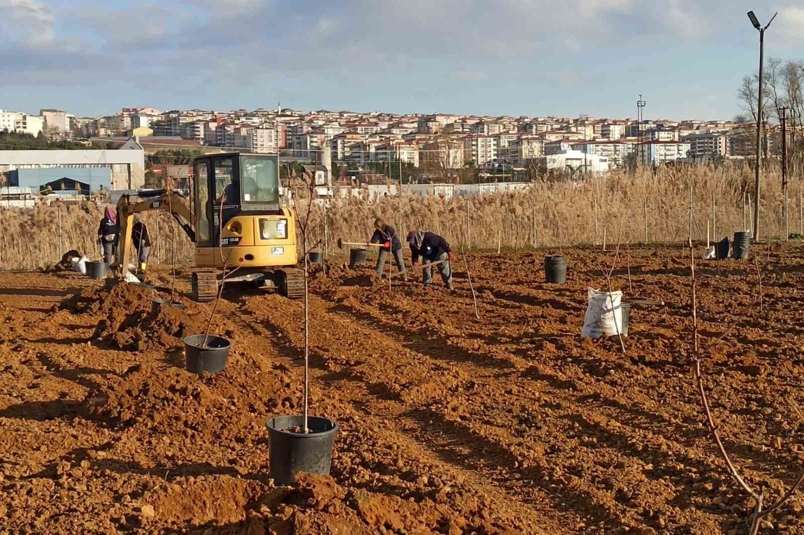 Tekirdağ’da 500 meyve fidanı toprakla buluşuyor
