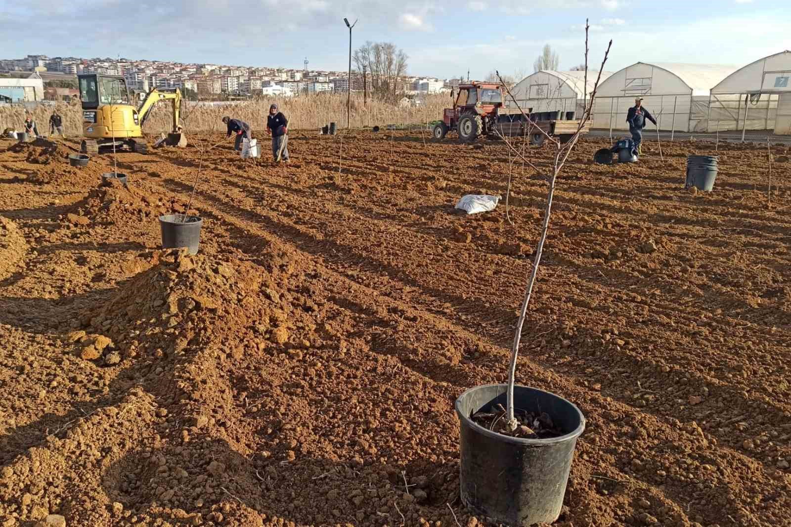 Tekirdağ’da 500 meyve fidanı toprakla buluşuyor
