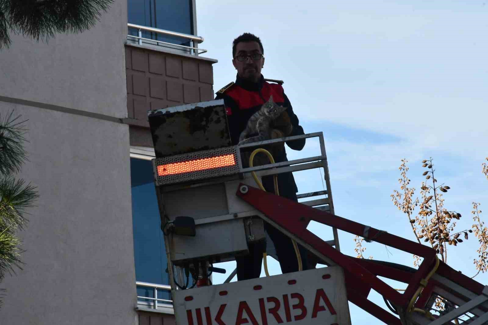 Günlerdir ağaçta mahsur kalan kedi, itfaiyenin çalışmasıyla kurtarıldı
