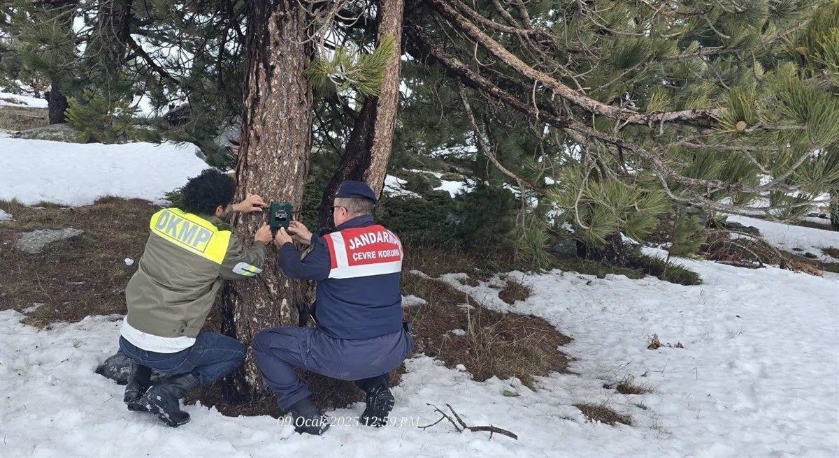 Kazdağları’nda yoğun kar yağışı nedeniyle yaban hayvanlarına yem bırakıldı
