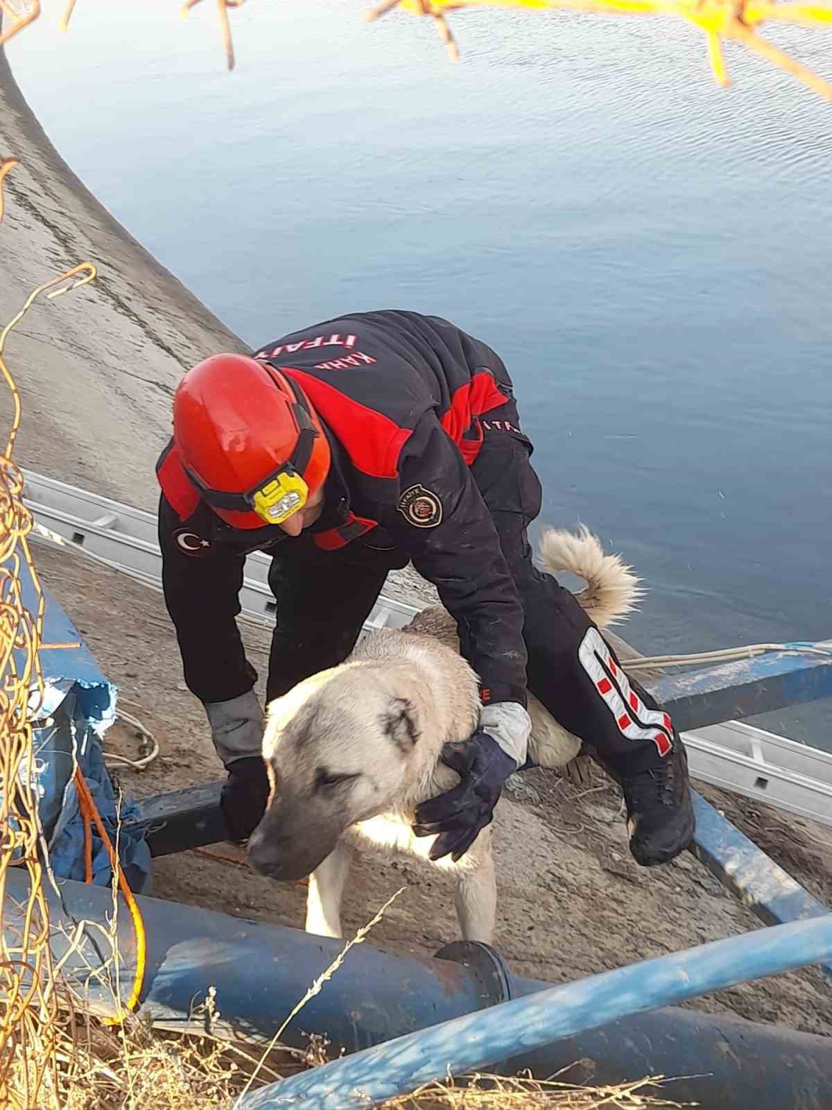 Sulama kanalındaki köpek kurtarıldı
