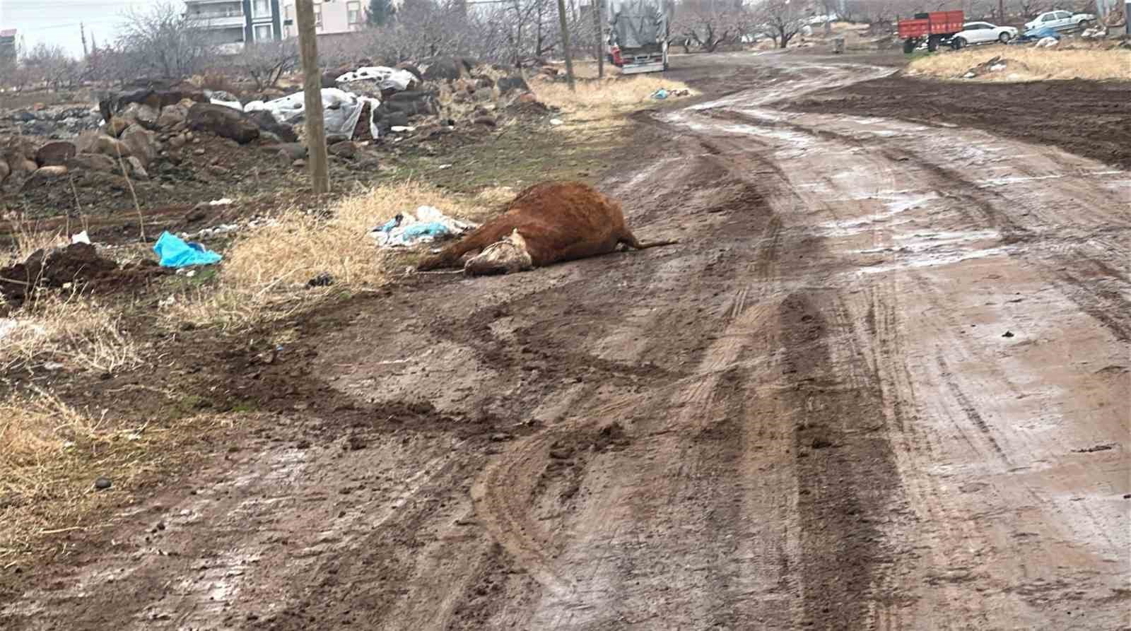 Siverek’te hayvan pazarı 15 gün süreyle kapatıldı
