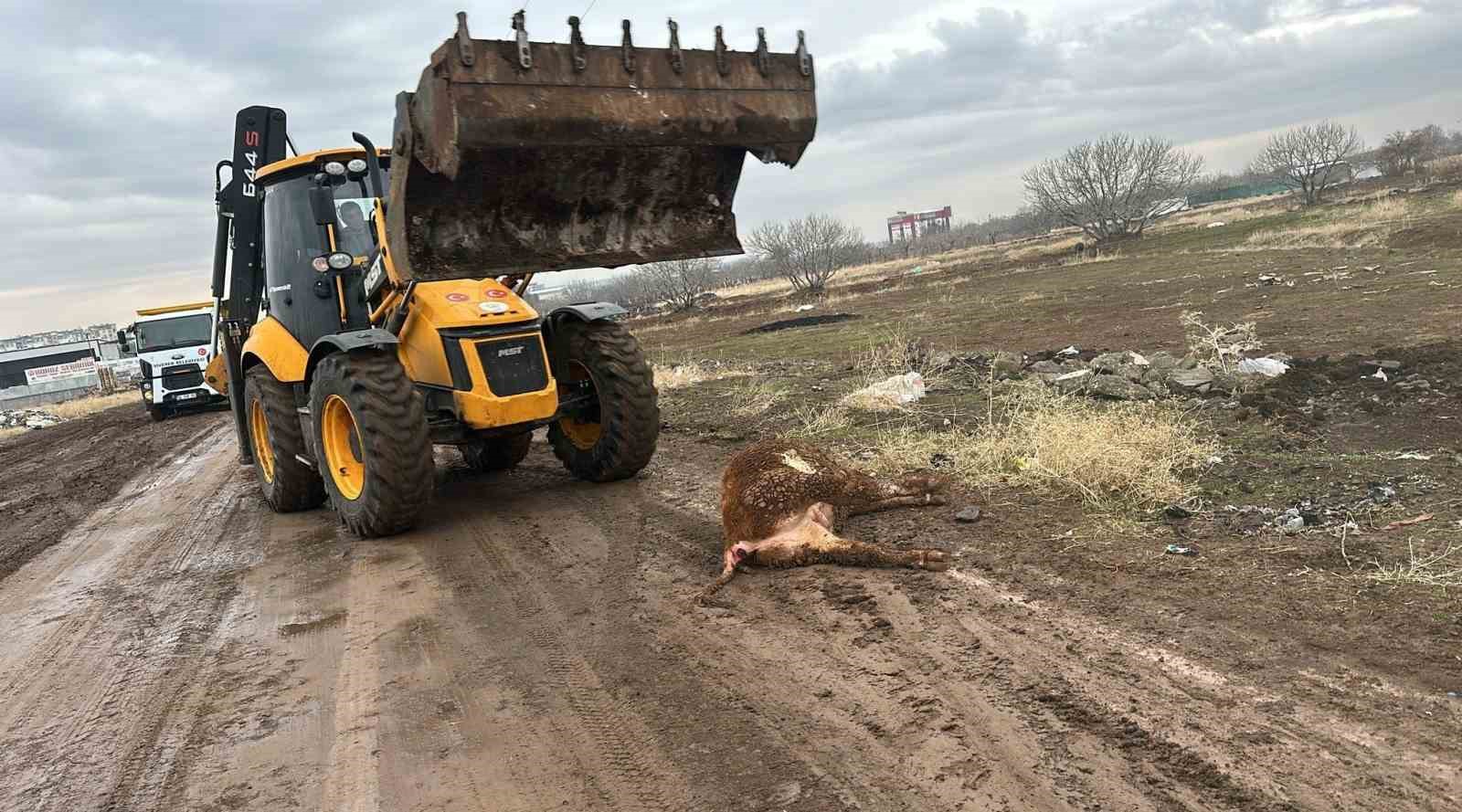 Siverek’te hayvan pazarı 15 gün süreyle kapatıldı
