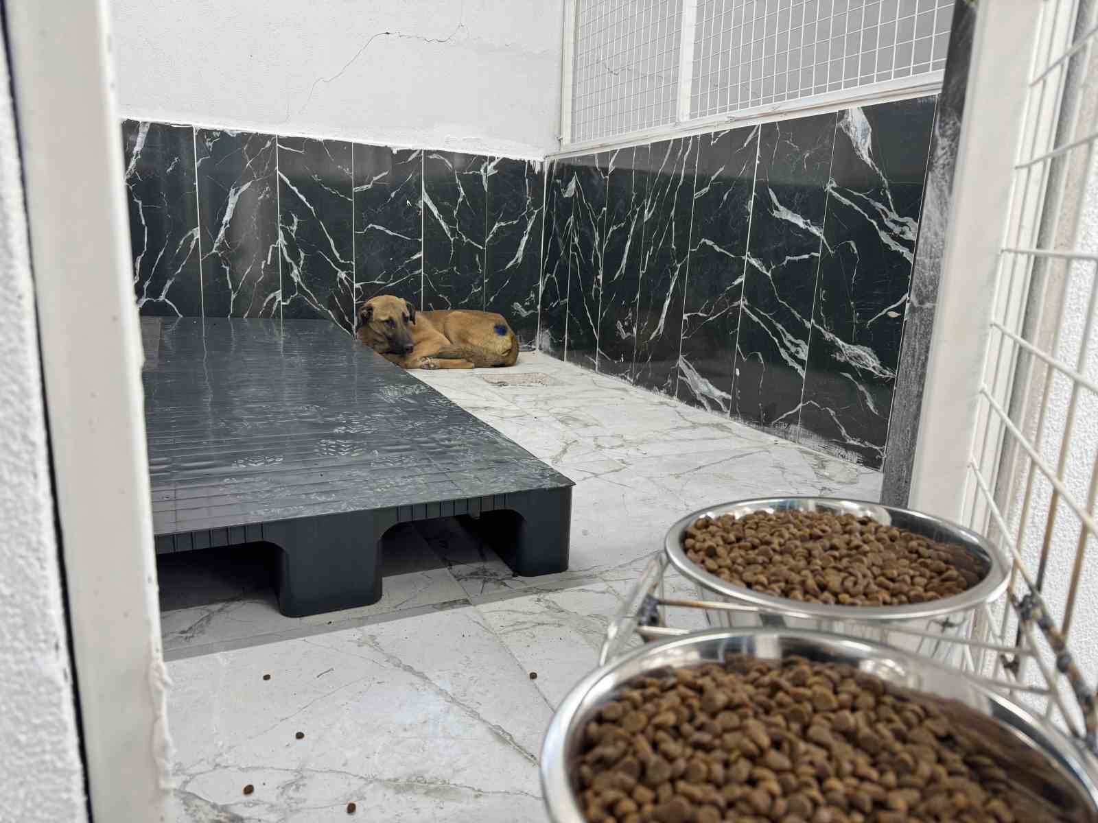 Yaralı köpek, büyükşehir ile yeniden hayata tutundu
