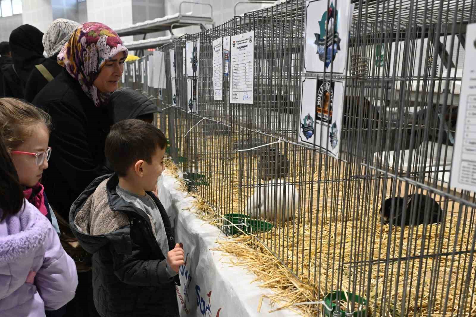 Farklı ırklardan bin 750 kanatlı hayvan ve süs tavuğu Isparta’da
