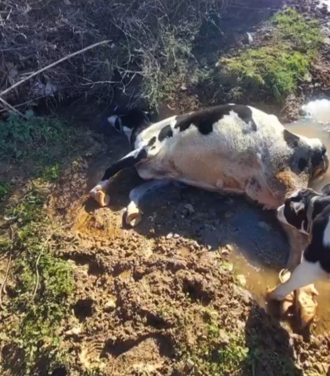 Çamura saplanarak derede mahsur kalan inek, iş makinesiyle kurtarıldı
