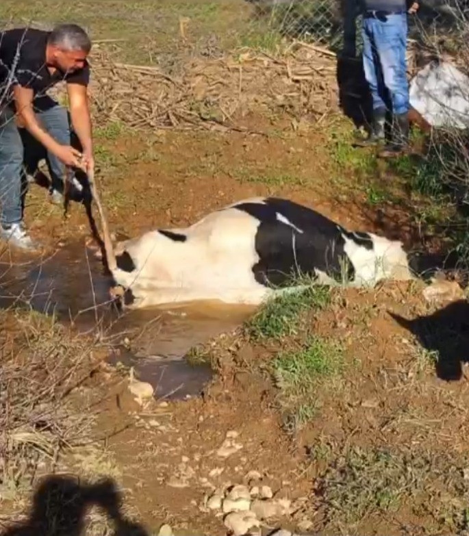 Çamura saplanarak derede mahsur kalan inek, iş makinesiyle kurtarıldı
