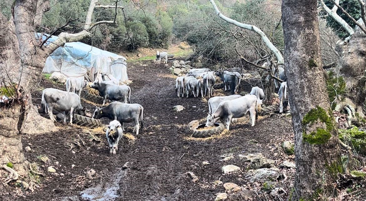 (Özel) Bursa’da 750 yıllık safkan yerli hayvanları kurşuna dizdiler
