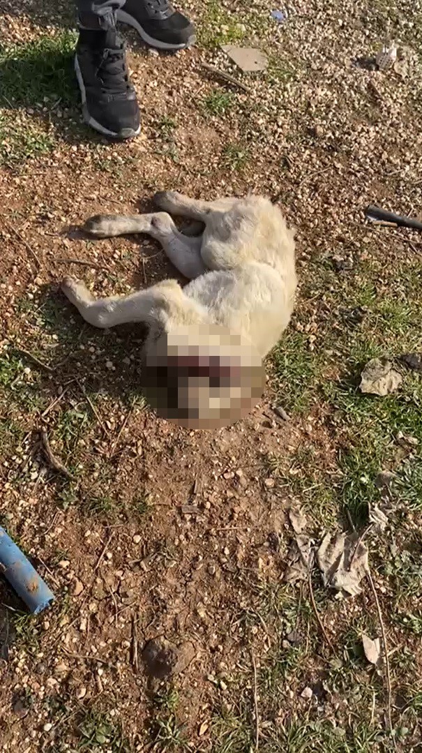 Gaziantep’te 3 yavru köpek öldürülmüş olarak bulundu
