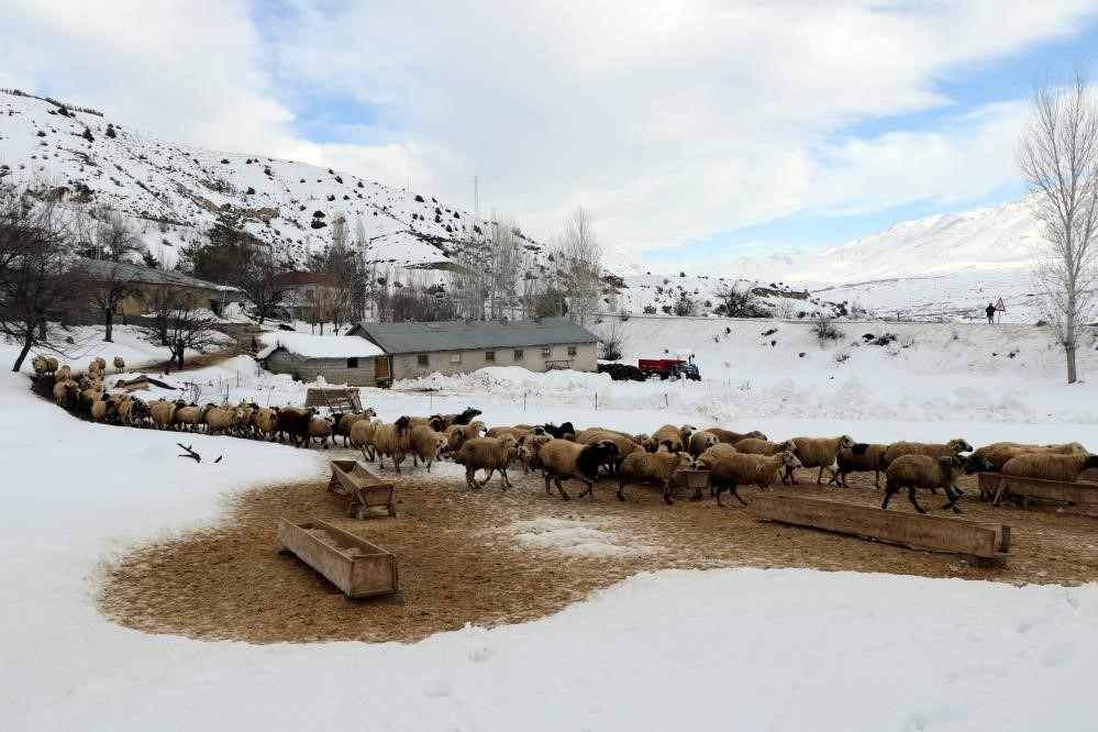 Annelerinin reddettiği kuzular biberon ile besleniyor
