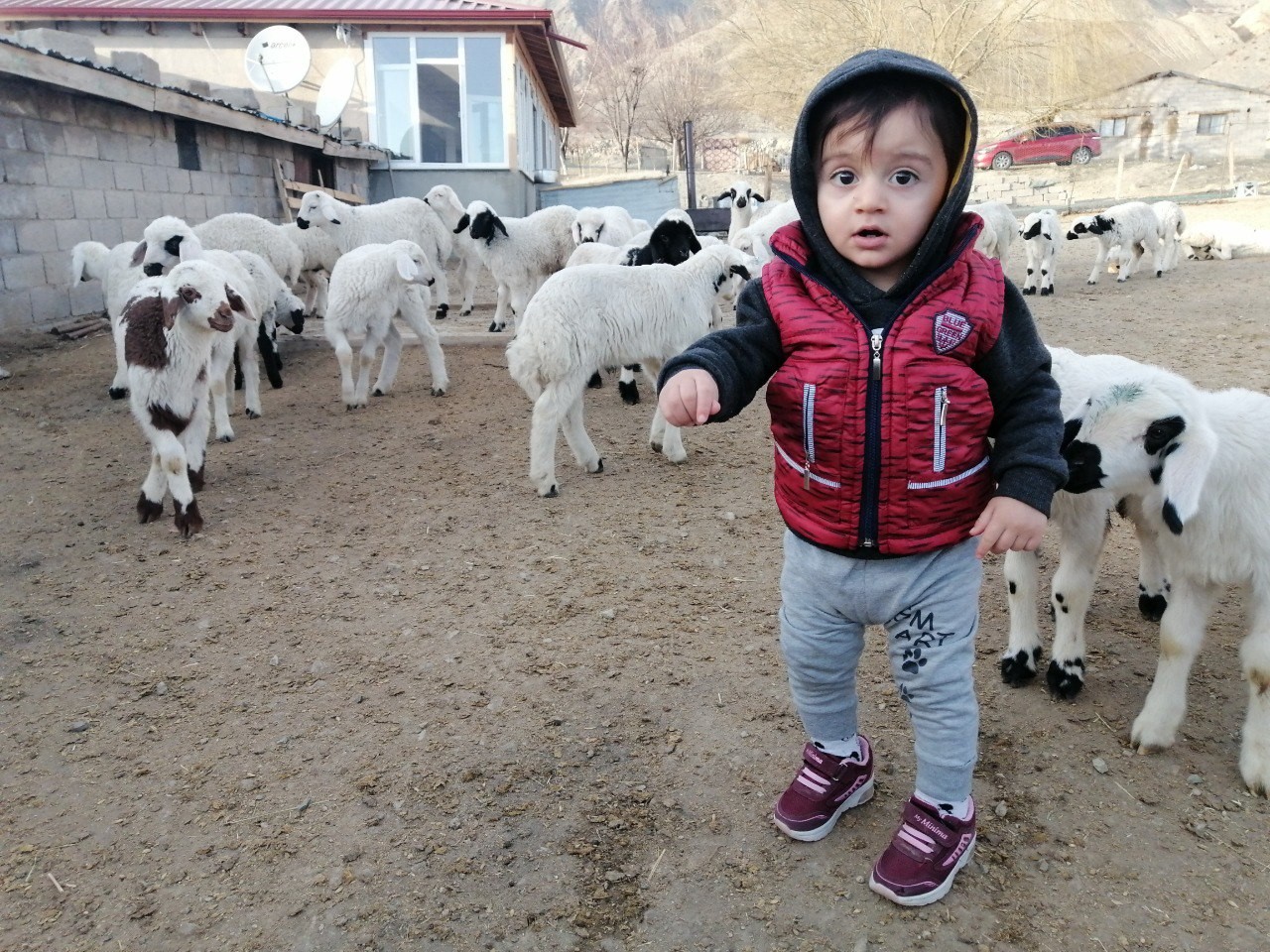 Annelerinin reddettiği kuzular biberon ile besleniyor
