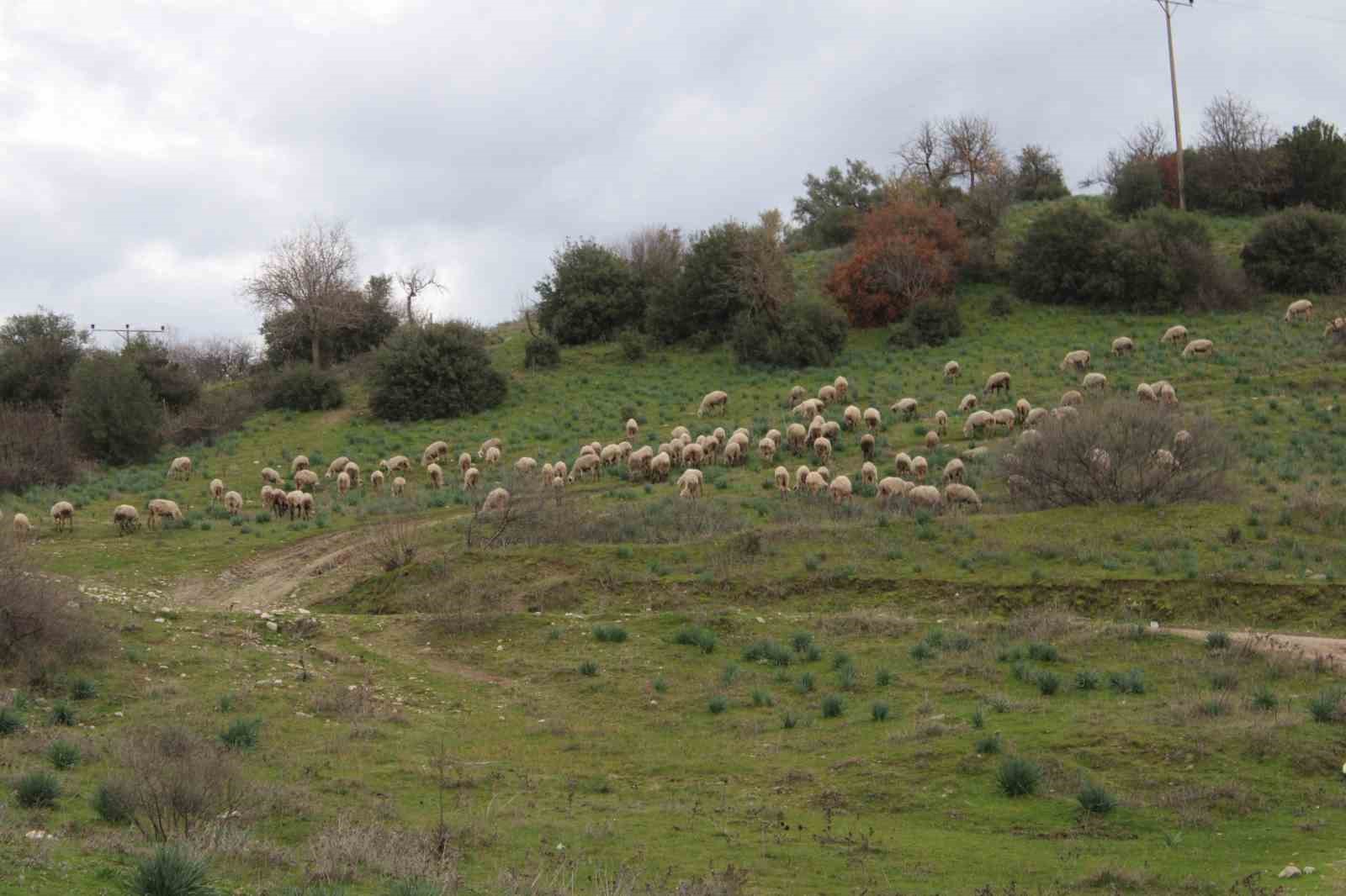 Çok sevdiği koyunlardan 32 yıldır kopamıyor
