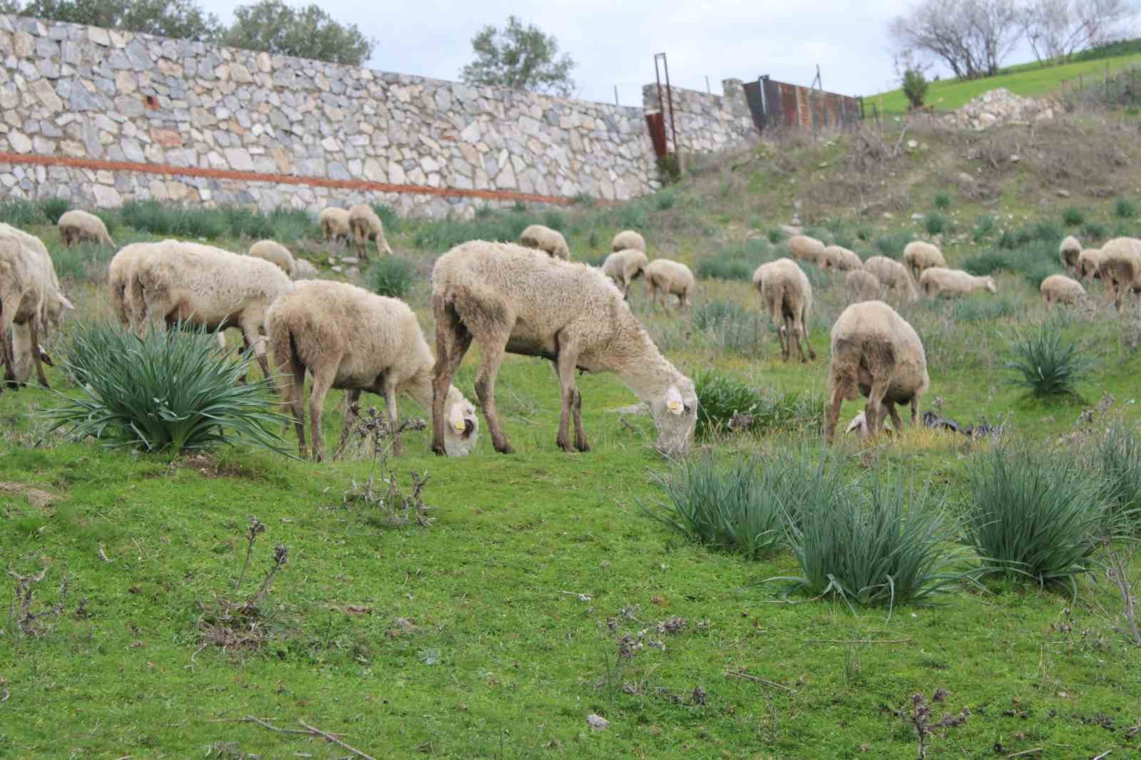 Çok sevdiği koyunlardan 32 yıldır kopamıyor
