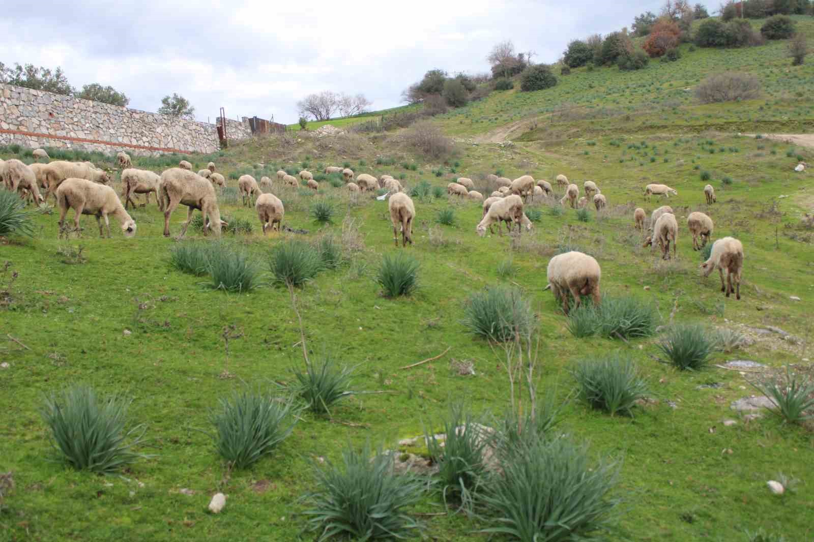 Çok sevdiği koyunlardan 32 yıldır kopamıyor
