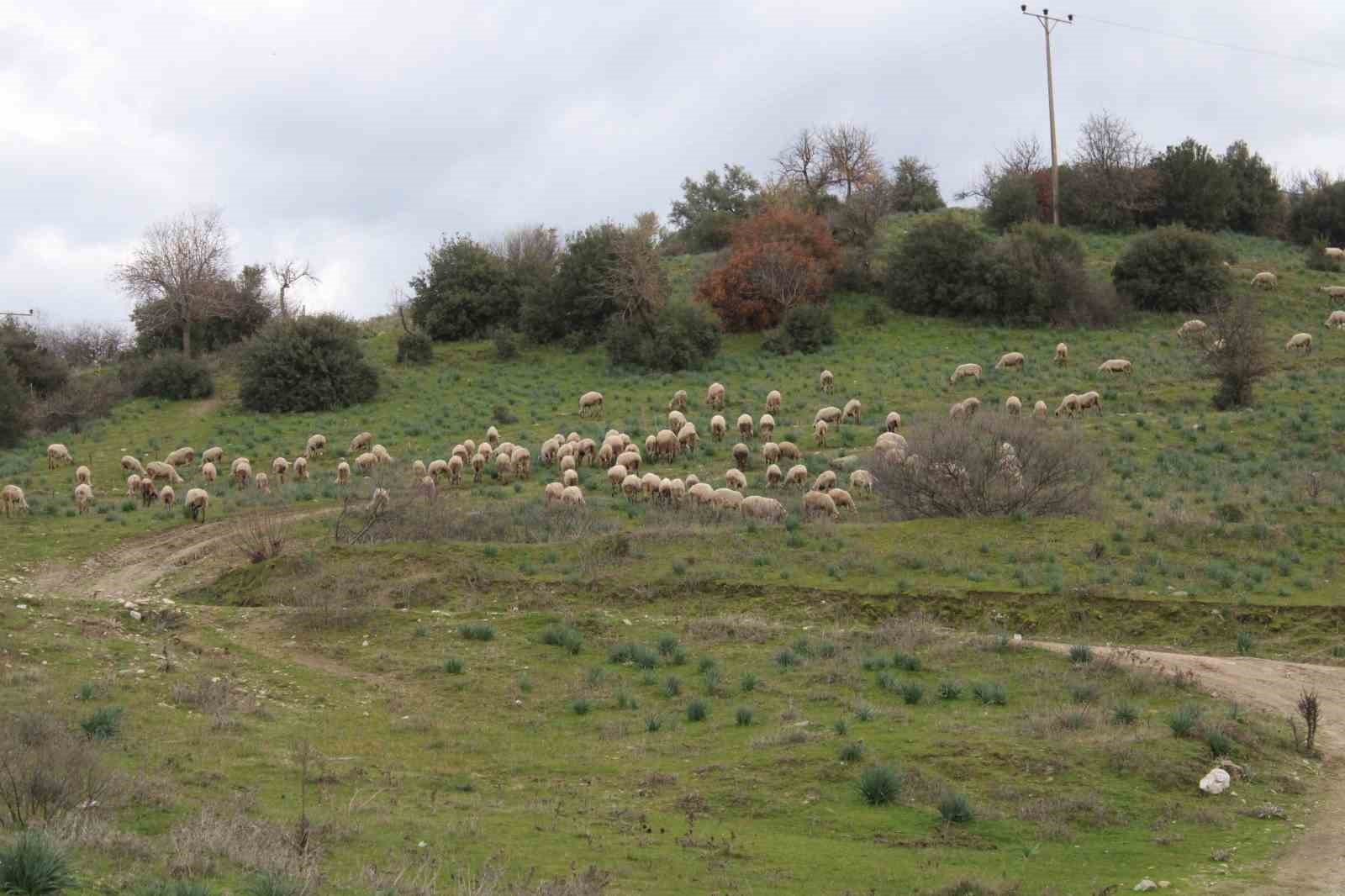 Çok sevdiği koyunlardan 32 yıldır kopamıyor
