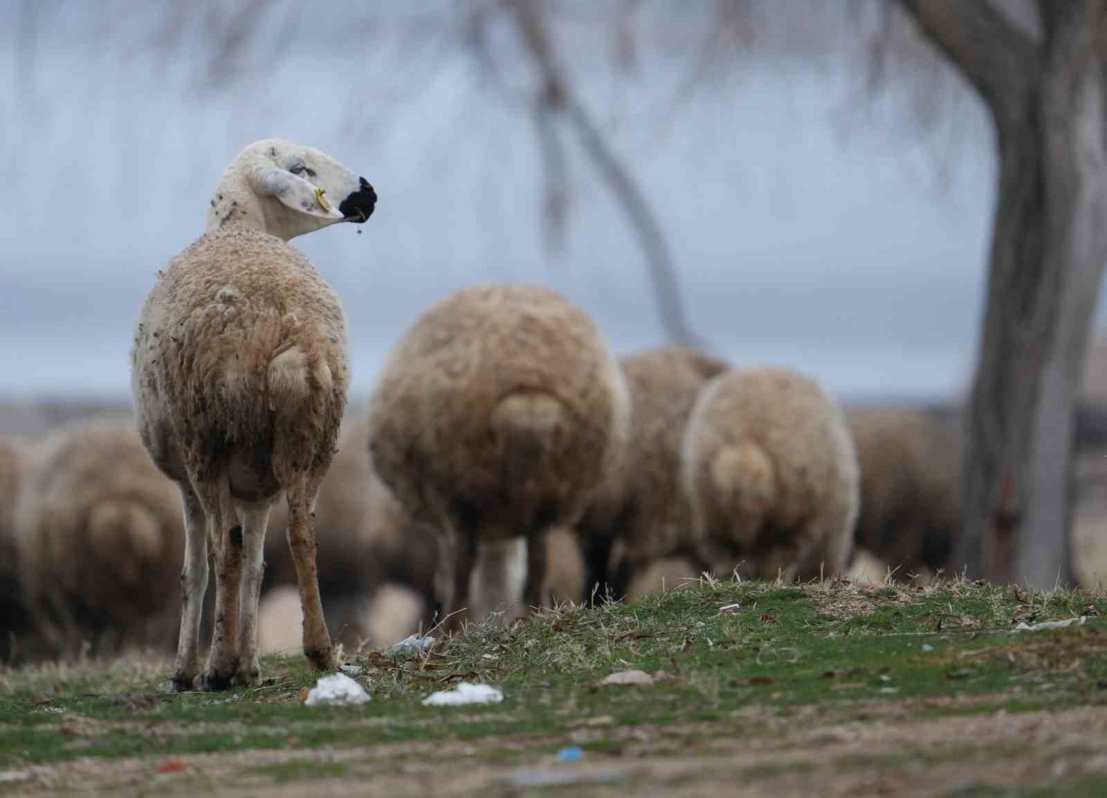 İstanbul’dan kaçtı, köyünde yaptığı hayvancılıkla huzuru buldu: 