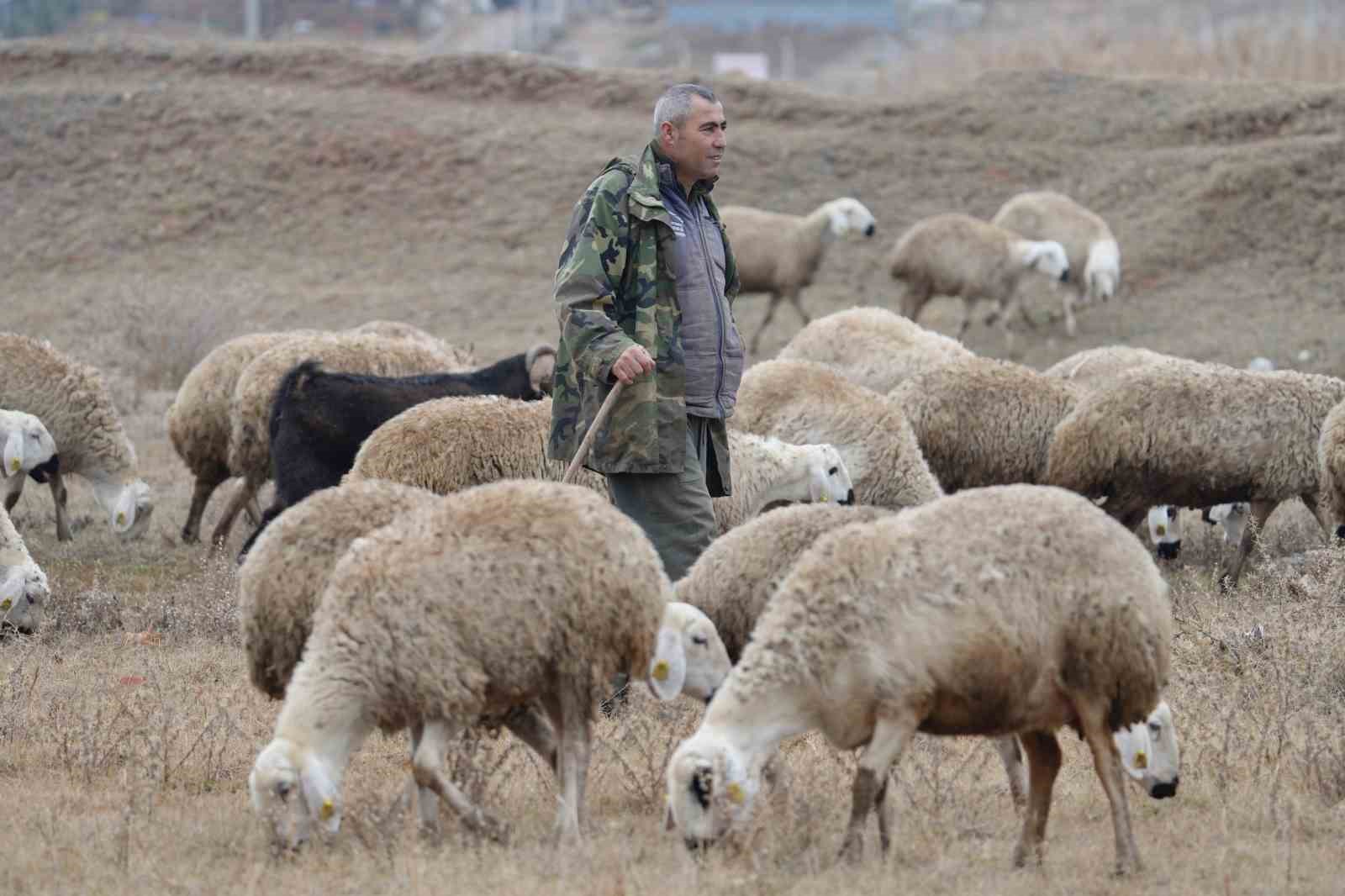 İstanbul’dan kaçtı, köyünde yaptığı hayvancılıkla huzuru buldu: 