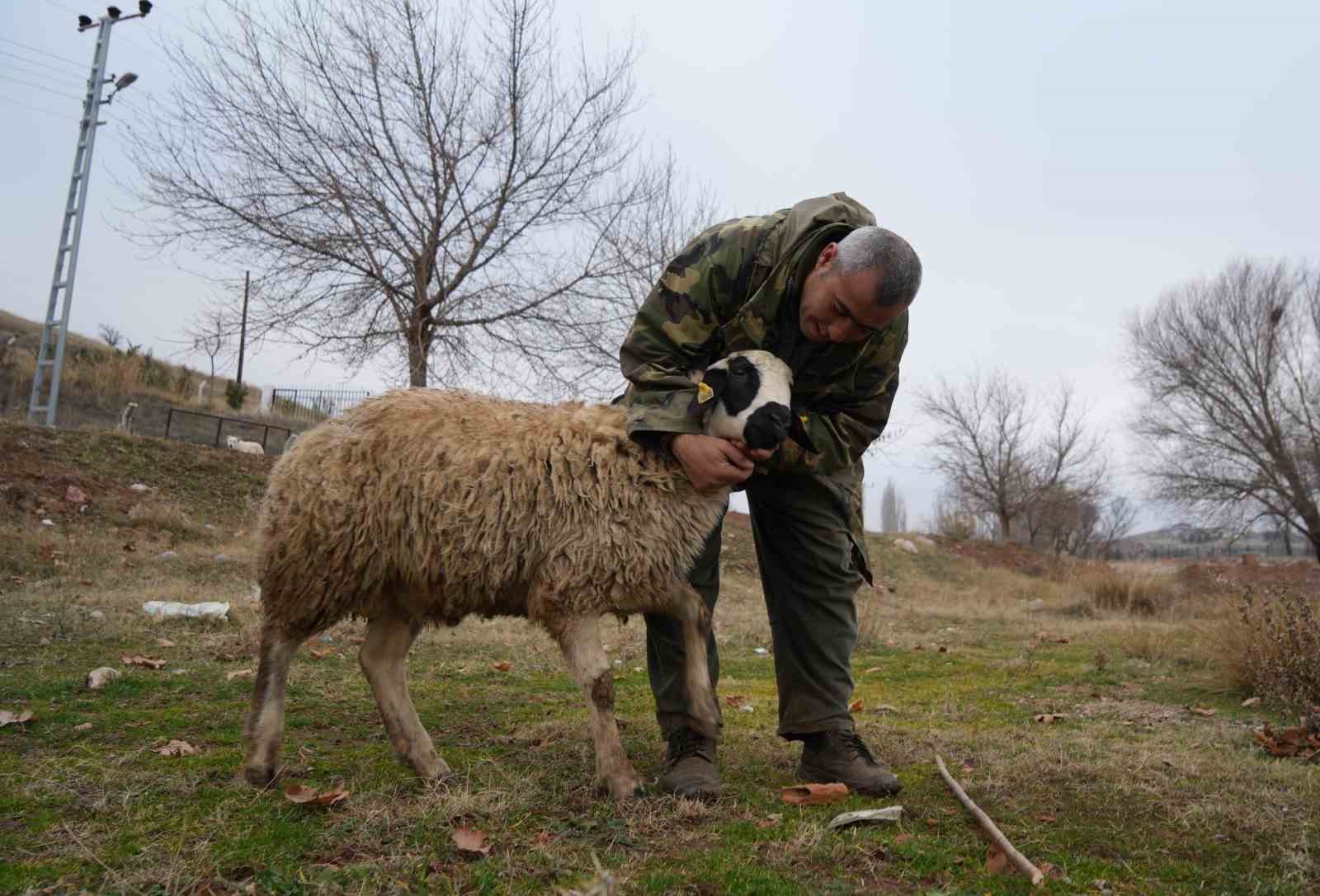 İstanbul’dan kaçtı, köyünde yaptığı hayvancılıkla huzuru buldu: 