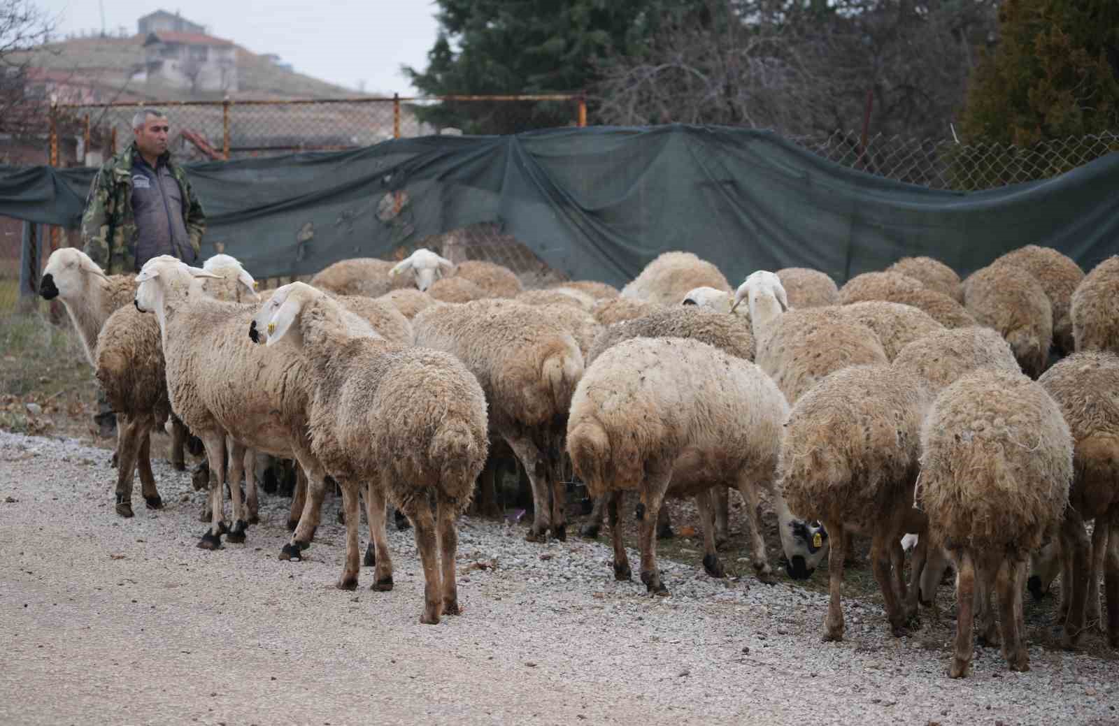 İstanbul’dan kaçtı, köyünde yaptığı hayvancılıkla huzuru buldu: 