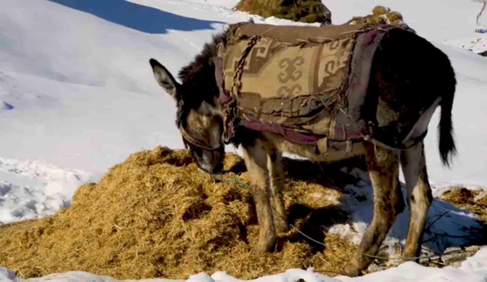 Besicilerin kış çilesi
