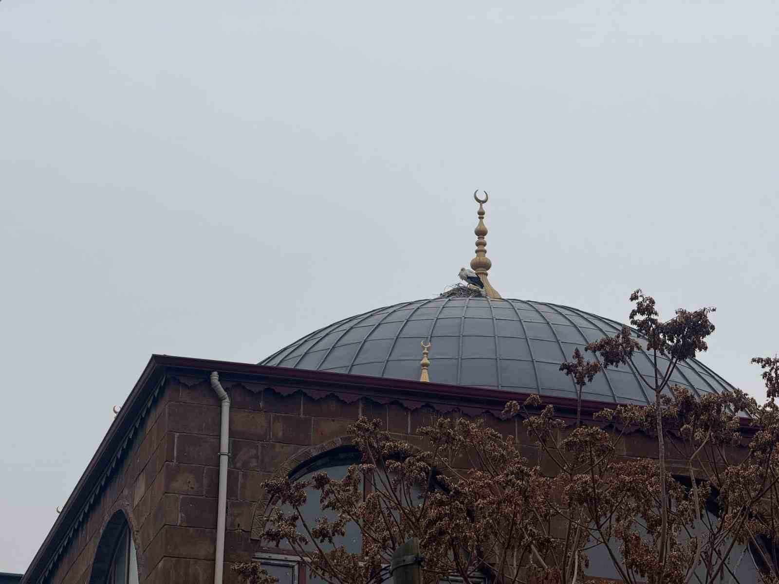 Iğdır’ın simgesi leylekler bu yıl da şehri terk etmedi
