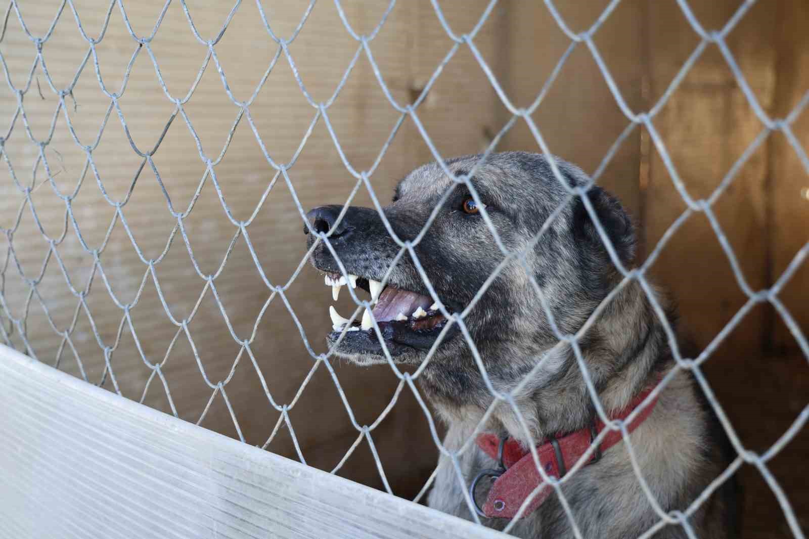 İklim değişikliği kangal köpeklerinin yapısını değiştirdi
