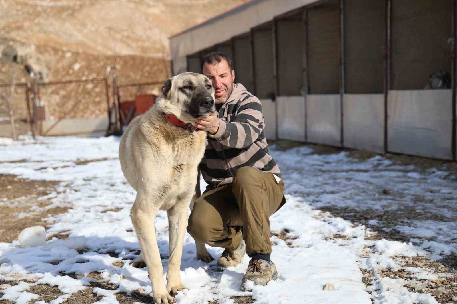 İklim değişikliği kangal köpeklerinin yapısını değiştirdi
