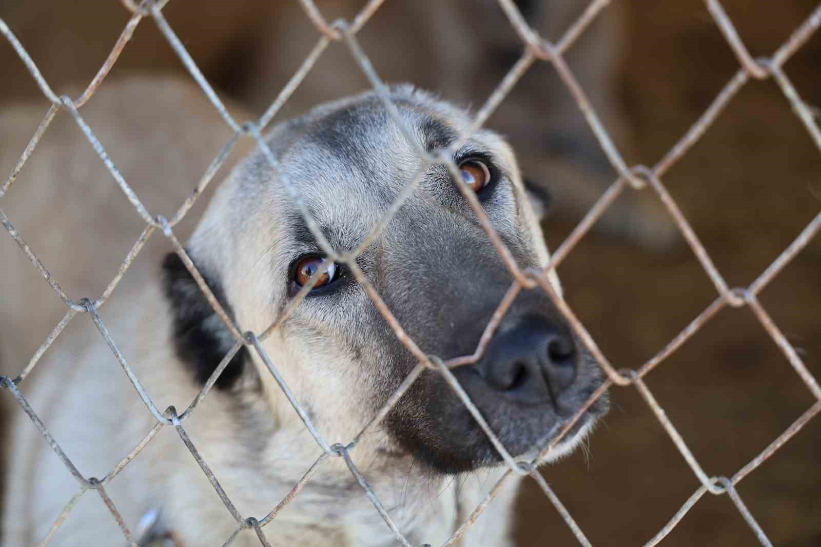 İklim değişikliği kangal köpeklerinin yapısını değiştirdi
