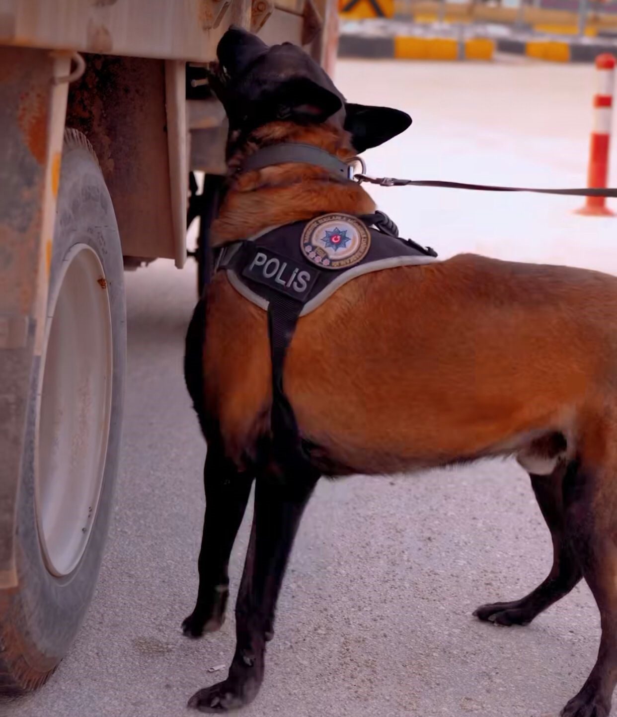 Isparta’nın narkotik kahramanı Milon, üçüncü kez ’ayın köpeği’ seçildi
