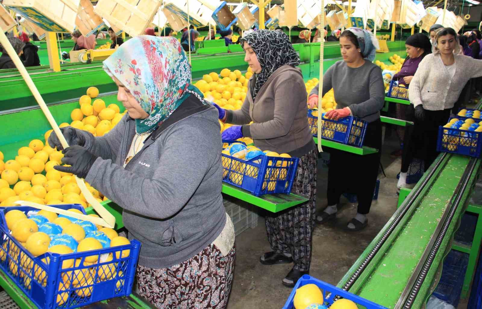 Limonda yoğun hasat dönemi: Fiyatı 6-7 TL’ye kadar düştü
