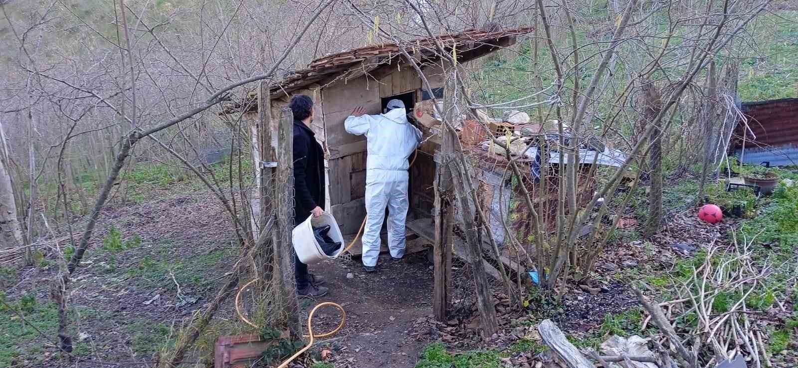 Ordu’da kahverengi kokarcaya karşı 200 bin nokta ilaçlandı
