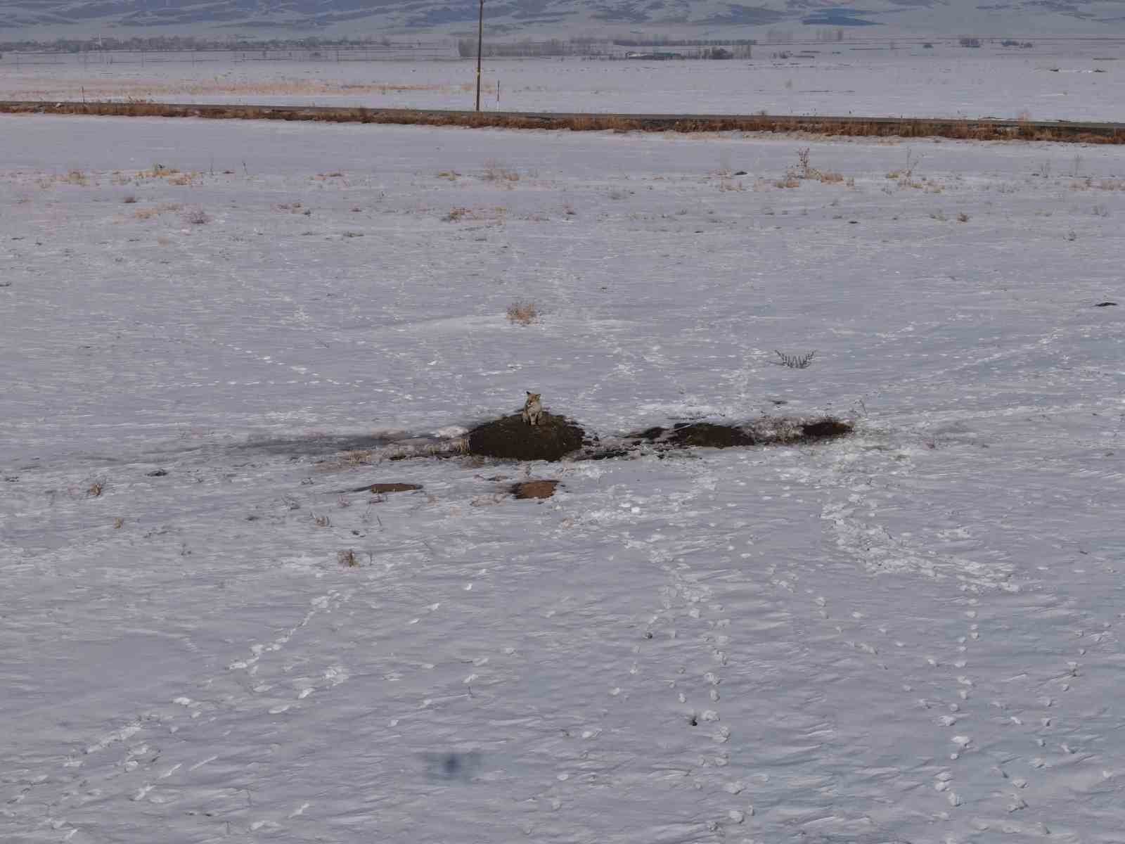 Van’da tilkilerin karla kaplı arazide fare avı kamerada
