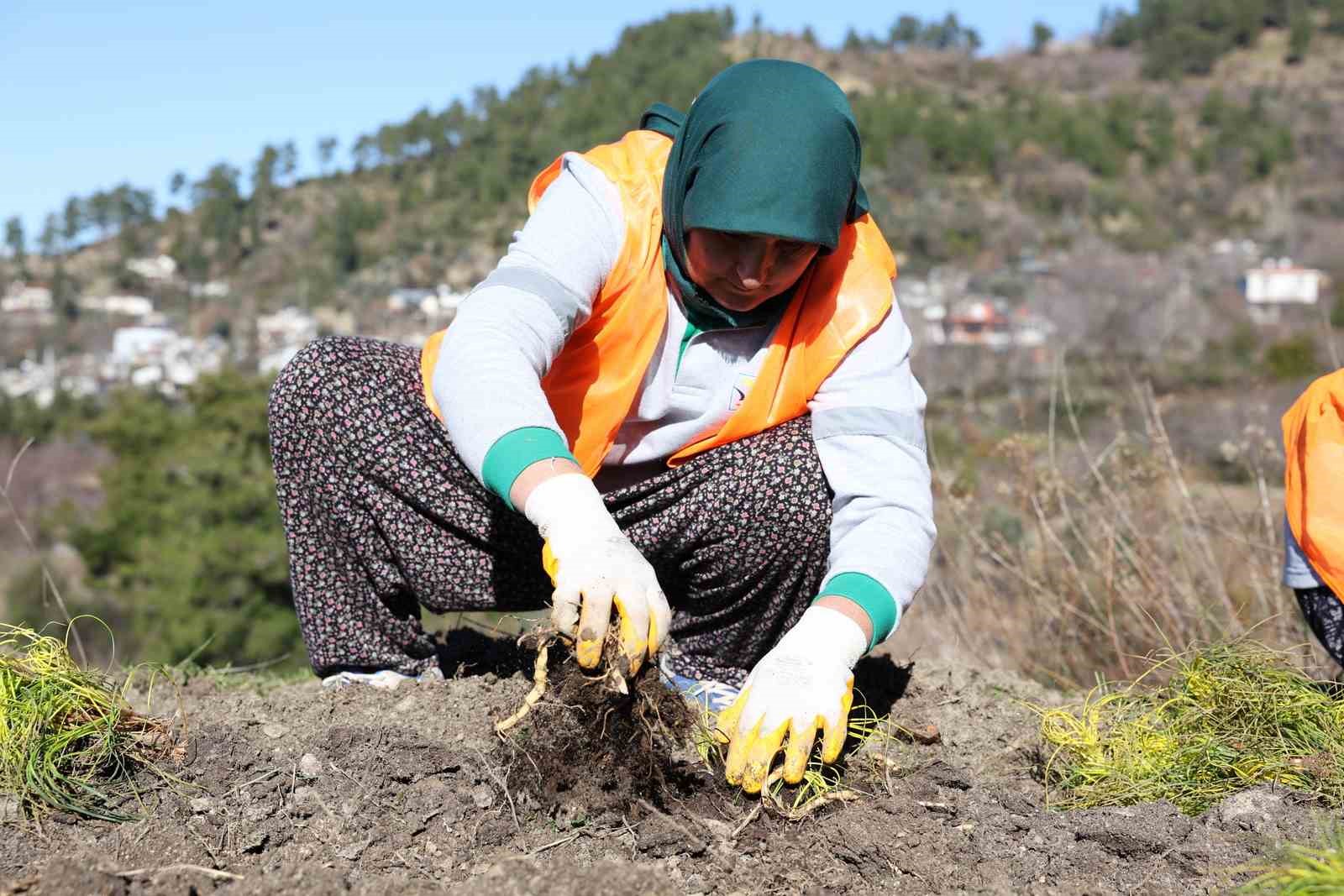 Safran ve salep fideleri Manavgat’ta toprakla buluştu
