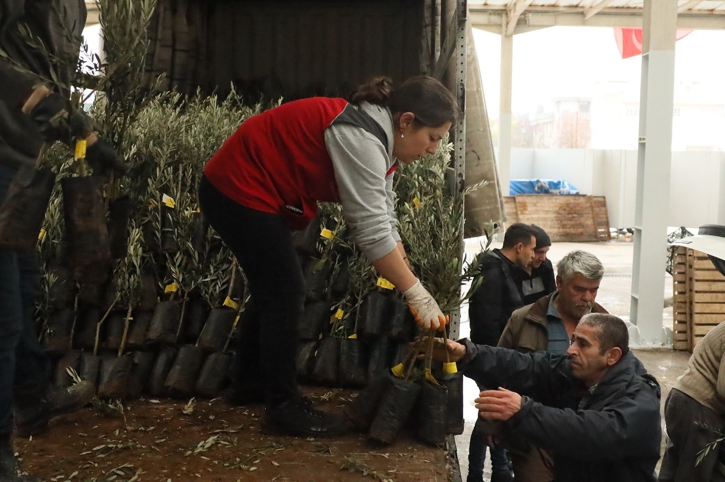 Muğla’da 20 bin zeytin fidanı toprakla buluştu
