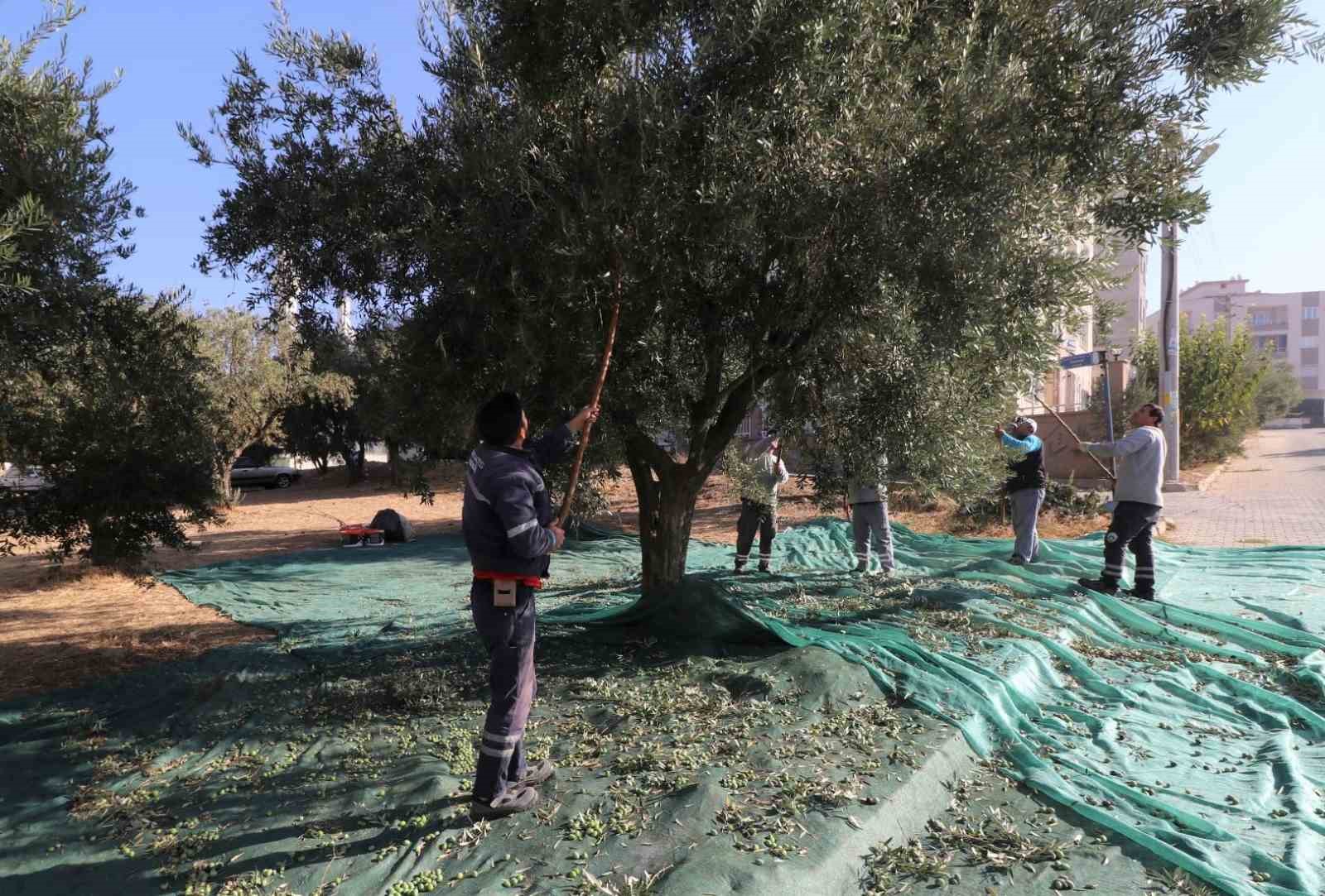 Park ve bahçelerdeki zeytinler ihtiyaç sahipleri için zeytinyağına dönüştürüldü
