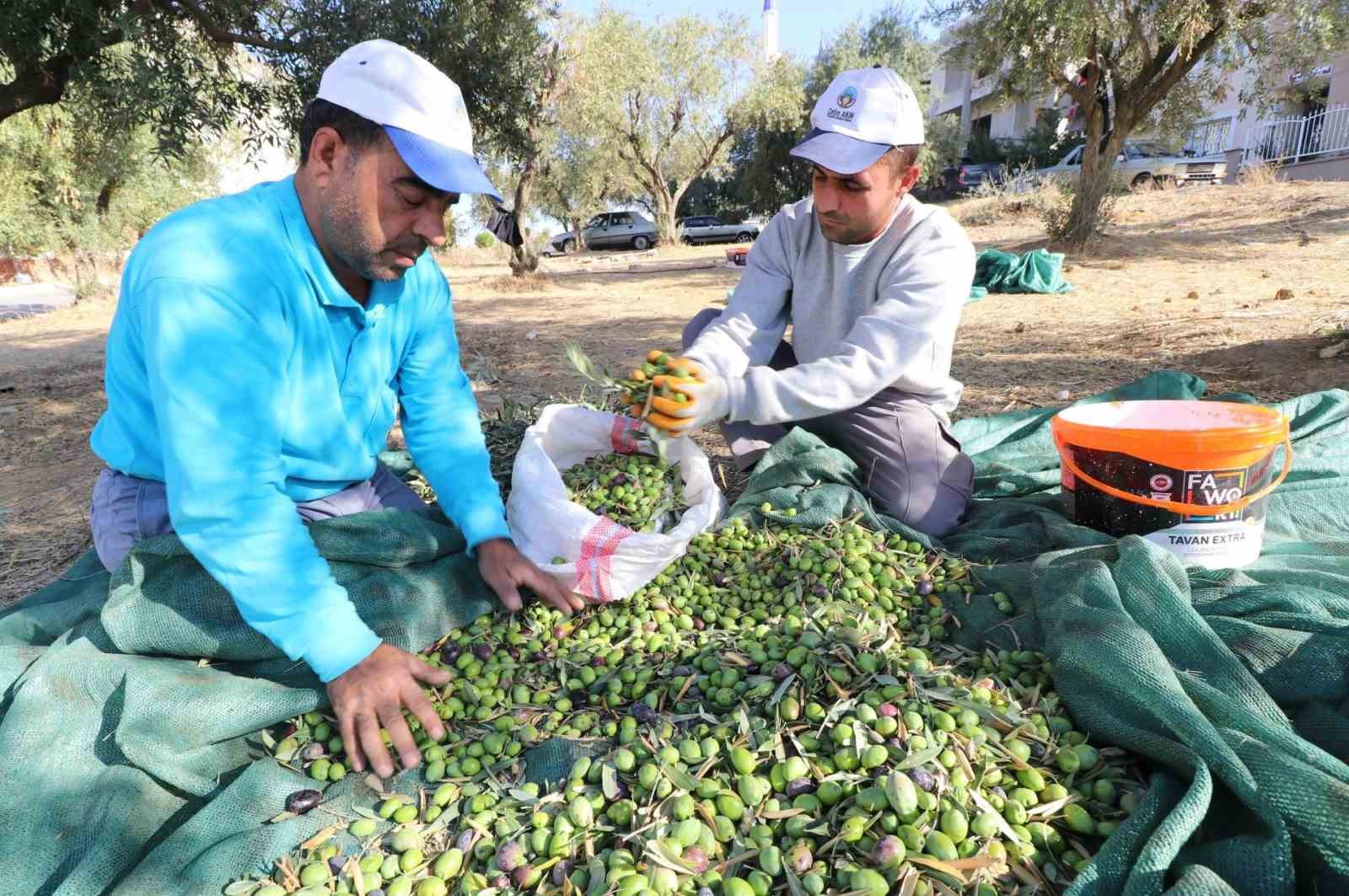 Park ve bahçelerdeki zeytinler ihtiyaç sahipleri için zeytinyağına dönüştürüldü
