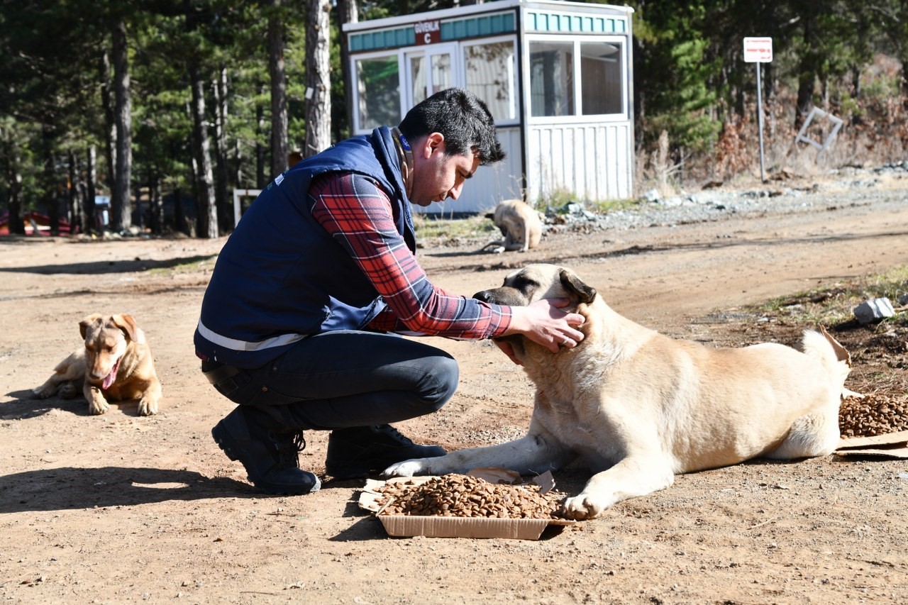 Amanos Dağları’na yaban ve sokak hayvanları için yem bırakıldı
